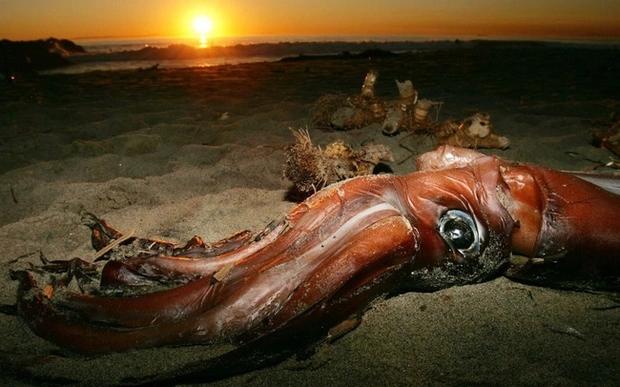 Chiêm ngưỡng loài mực khổng lồ lớn nhất thế giới từng phát hiện-1