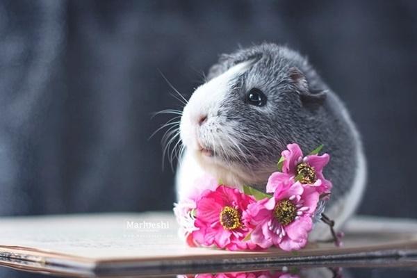 4 tuổi xứng danh chúa kiêu ngạo con nhà lính, tính nhà quan-3