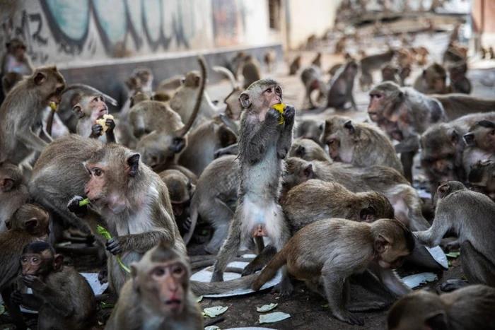 Hơn 4.000 chú khỉ tràn vào thành phố đánh chén tiệc buffet-2