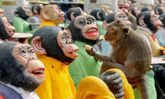 Hơn 4.000 chú khỉ tràn vào thành phố đánh chén tiệc buffet-3