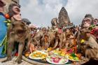 Hơn 4.000 chú khỉ tràn vào thành phố 'đánh chén' tiệc buffet