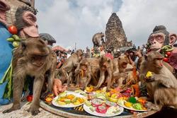 Hơn 4.000 chú khỉ tràn vào thành phố 'đánh chén' tiệc buffet