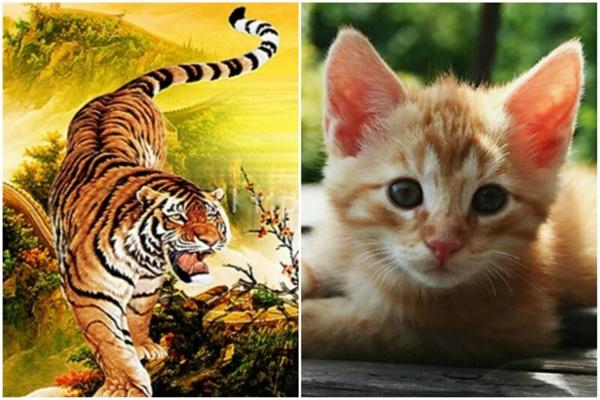 4 nét tướng đàn ông gia trưởng, độc đoán, lấy về chỉ thêm khổ-4