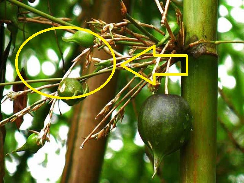 4 cây ra hoa đại hung địa họa, gia chủ đại hạn tiền bạc, lục đục không yên-2