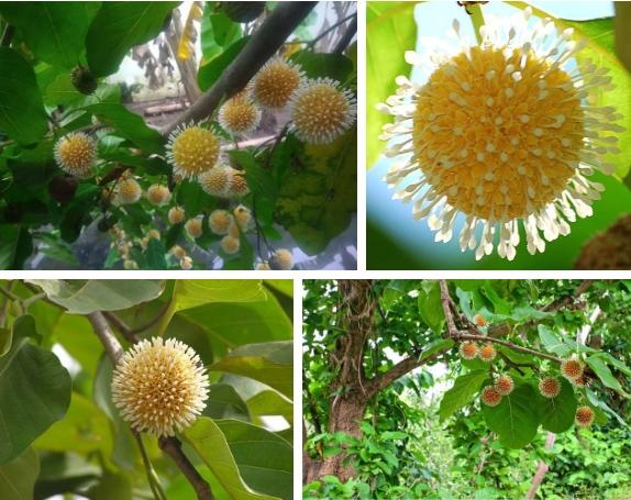 3 loại quả ngày xưa làm rào không ai hái, nay là đặc sản thành phố-5