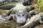 Nuôi cá sấu làm thú cưng, ăn ngủ ngay trong nhà-2