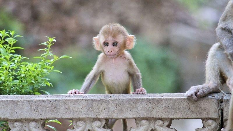 Bên ngoài xinh đẹp, bên trong nhiều tiền xứng danh nàng giáp nào?-2