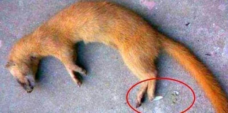 Tại sao tổ tiên chúng ta lại bảo rằng không thể giết chồn?-1