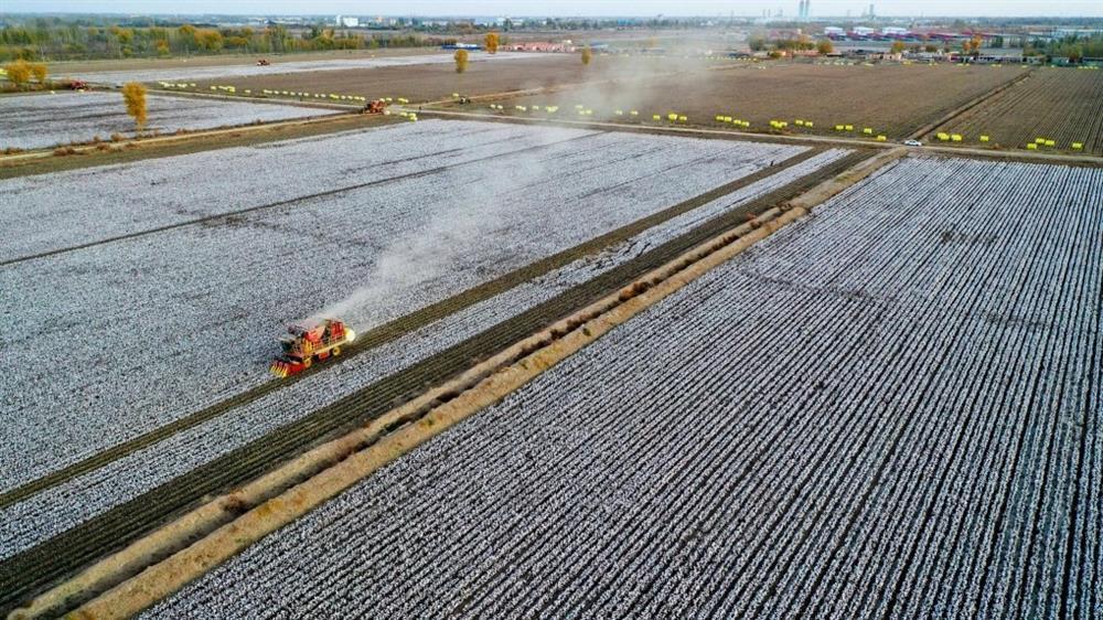 Đồng bông gòn 110.000 ha trắng như tuyết ở Tân Cương-4