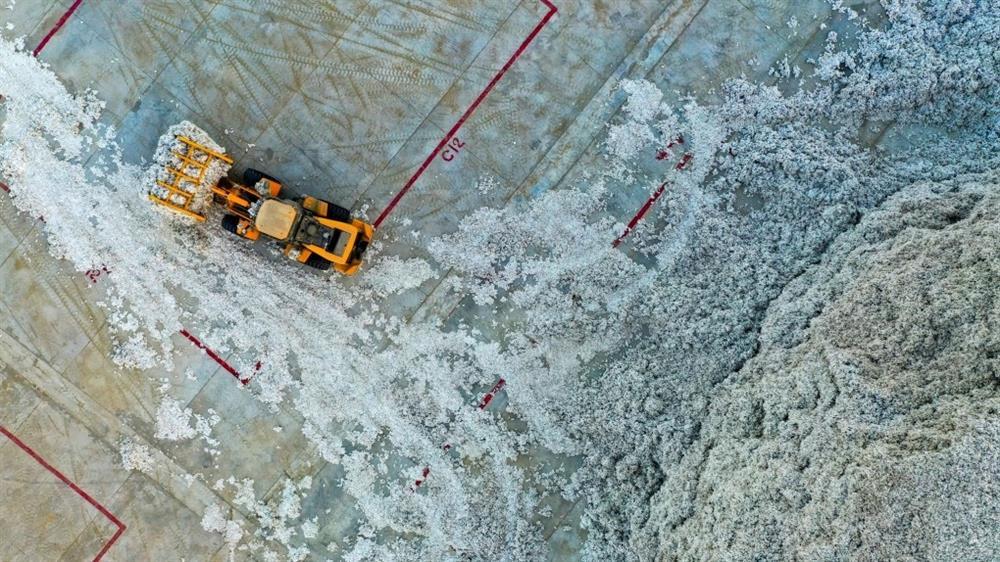 Đồng bông gòn 110.000 ha trắng như tuyết ở Tân Cương-5