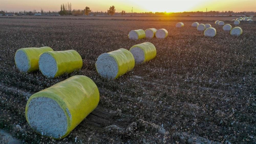 Đồng bông gòn 110.000 ha trắng như tuyết ở Tân Cương-7