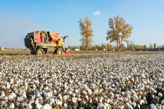 Đồng bông gòn 110.000 ha trắng như tuyết ở Tân Cương