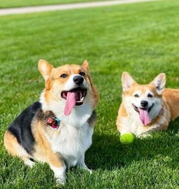 2 con chó Corgi được bay hạng thương gia-2