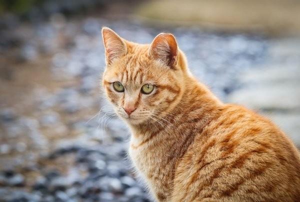 3 ngày tới Thần Tài nhả vía: 4 tuổi từ giã túng bần, nghèo khó-1