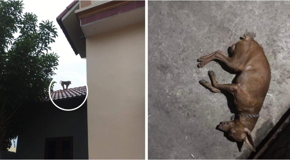 Xôn xao khỉ sổng chuồng ở Thái Bình, tấn công người, cắn vật nuôi-2