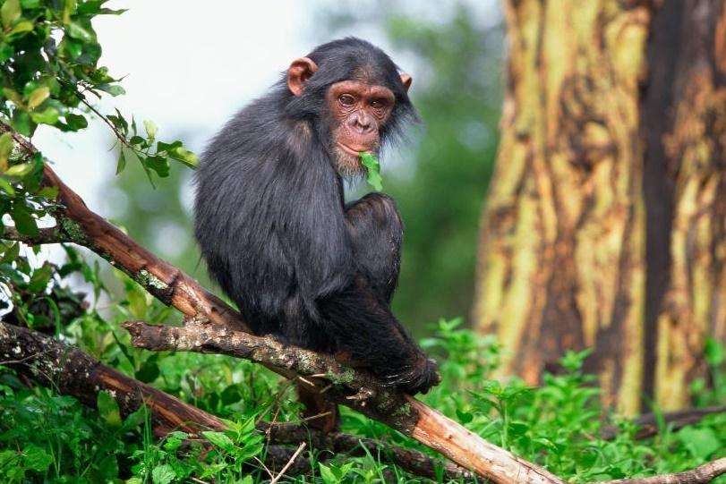 Tử vi hàng ngày 12 con giáp thứ Sáu 9/12/2022: Buôn ngược bán xuôi-3