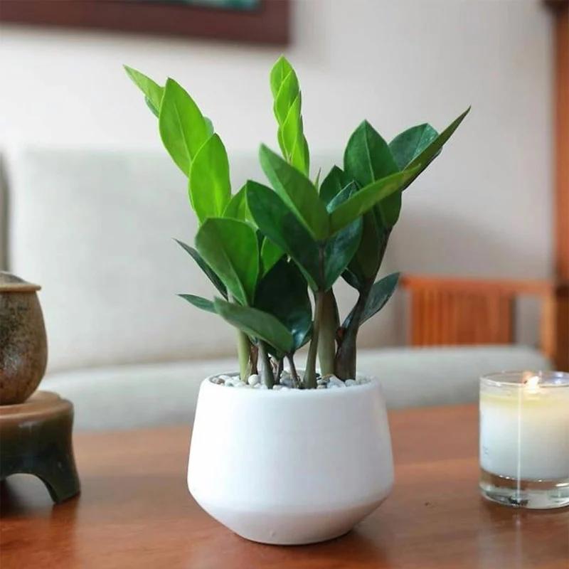 Cây kim tiền thích ăn 3 thứ, cứ vùi vào chậu là chồi đua nhau mọc-1