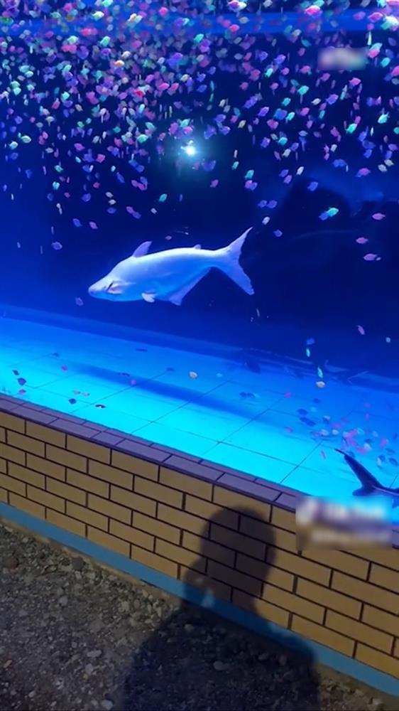 Độc đáo tường rào bể cá, ai đi ngang qua cũng phải trầm trồ-1