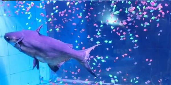 Độc đáo tường rào bể cá, ai đi ngang qua cũng phải trầm trồ-2