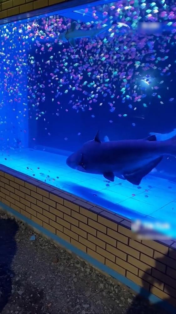 Độc đáo tường rào bể cá, ai đi ngang qua cũng phải trầm trồ-3