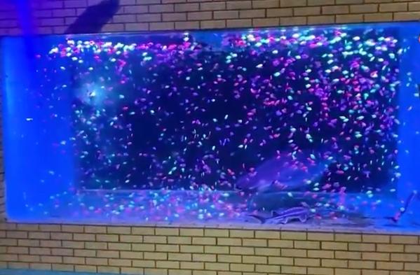 Độc đáo tường rào bể cá, ai đi ngang qua cũng phải trầm trồ-4