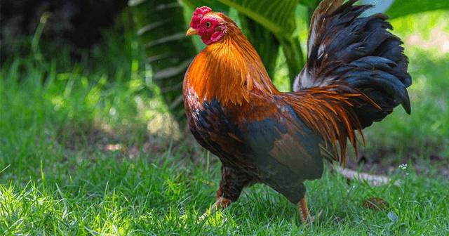 Tử vi hàng ngày 12 con giáp thứ Bảy 10/12/2022: Bóc ngắn cắn dài-3