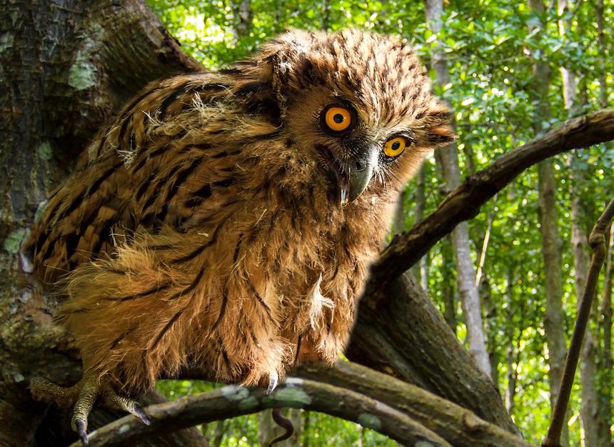 Chim cú cá xuất hiện ở Vườn Quốc gia Mũi Cà Mau-1