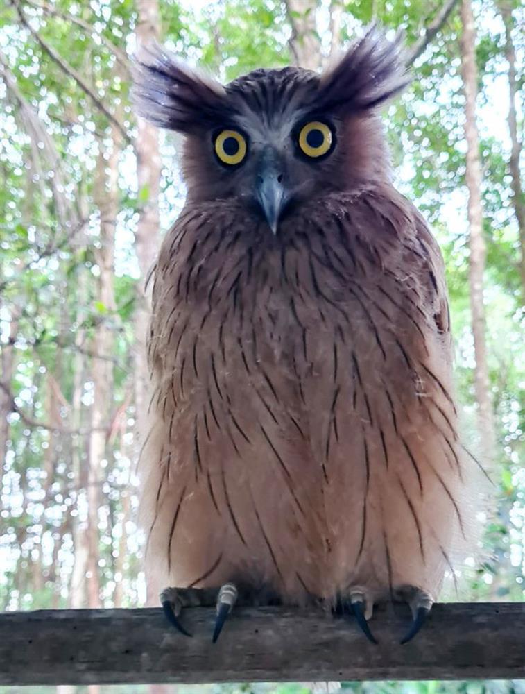 Chim cú cá xuất hiện ở Vườn Quốc gia Mũi Cà Mau-2