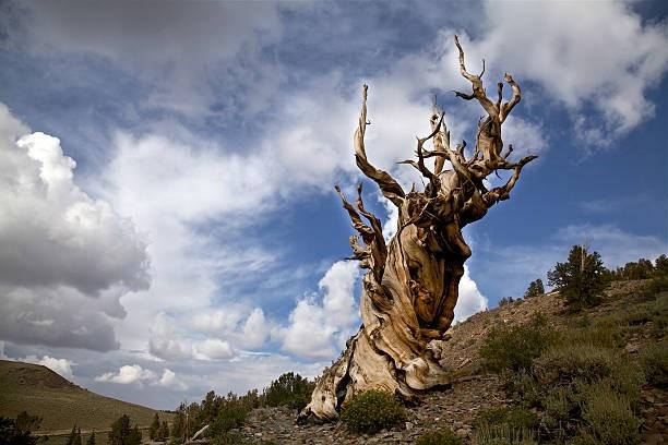 Điểm mặt 5 cây cổ thụ có tuổi thọ lâu đời nhất trên thế giới-5