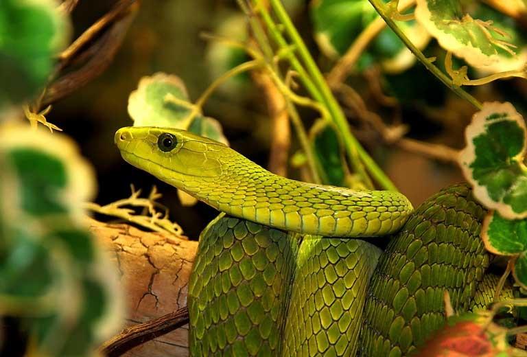 Tuần mới (12/11-18/12) 3 tuổi tay trái hốt vàng, tay phải hốt bạc-3