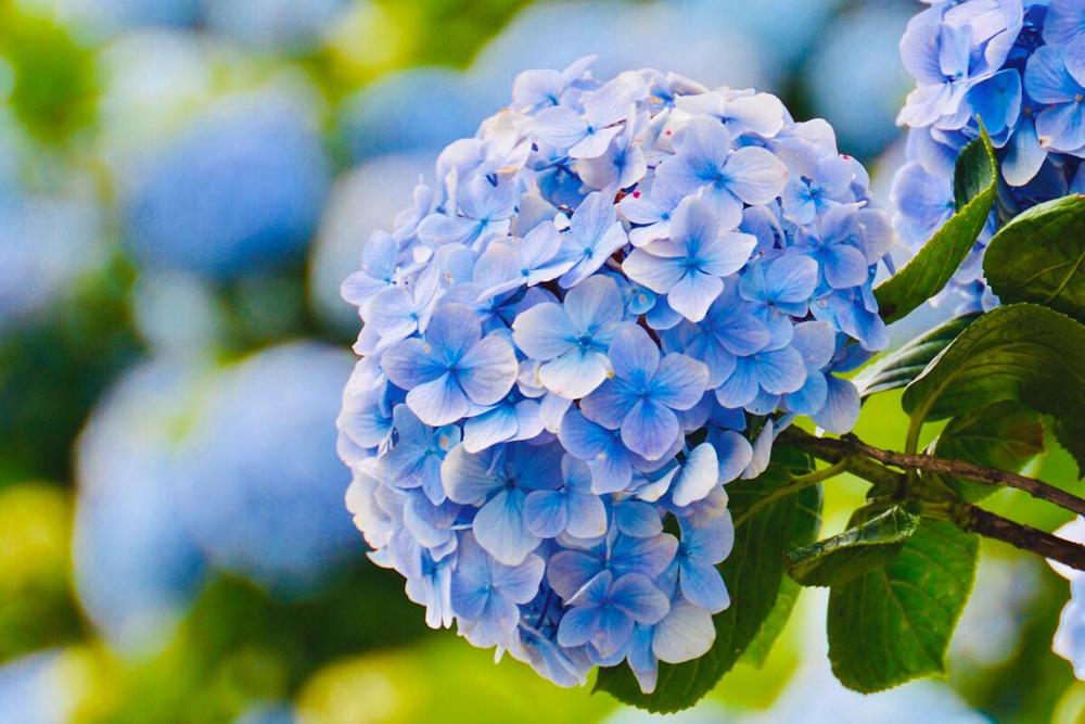 Quý cô sinh ngày Âm lịch này mang số vượng phu-1