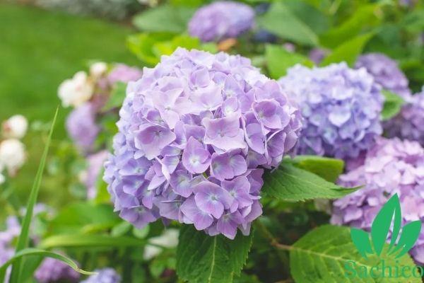 Quý cô sinh ngày Âm lịch này mang số vượng phu-3