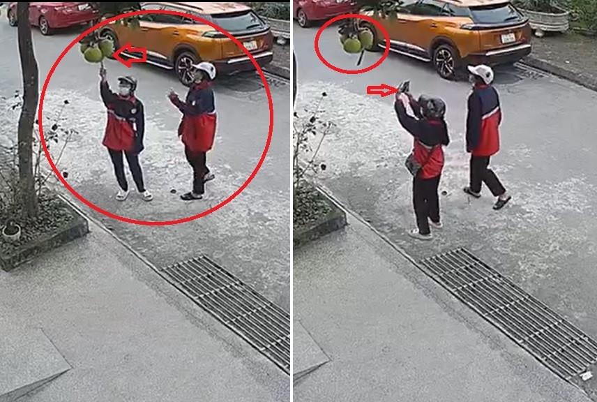 2 cô gái găm dao vào chùm bưởi ven đường để chụp ảnh sống ảo-1
