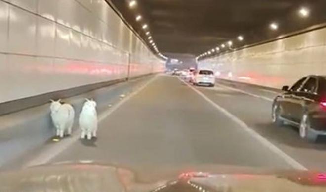 Trốn thoát quán thịt nướng, 2 chú cừu trắng được làm linh vật-1