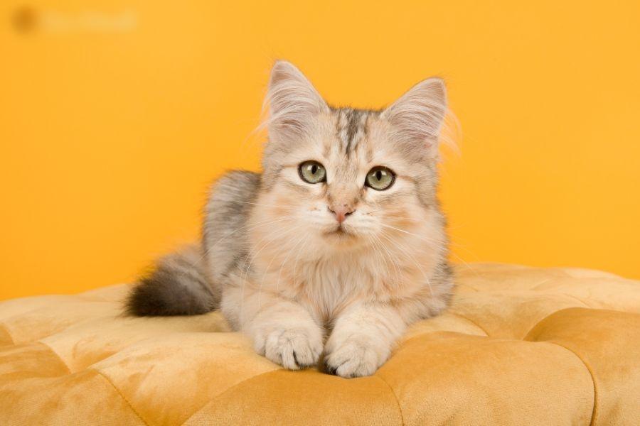 Ngày 15/12: 3 tuổi trời cho quả đậm, đếm tiền mỏi tay-2