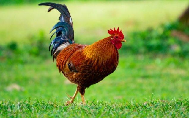 Tử vi hàng ngày 12 con giáp thứ Năm 15/12/2022: Vụng chèo khéo chống-3