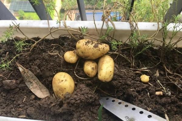 Làm khoai tây mini chiên cực hấp dẫn với nồi chiên không dầu-3