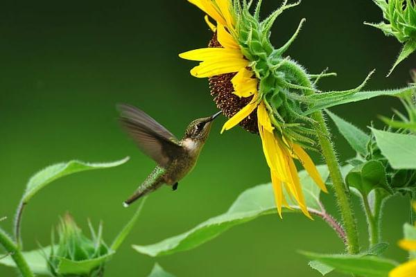 Ai sinh vào tháng Âm lịch này năm 2023 phát tài phát lộc-3