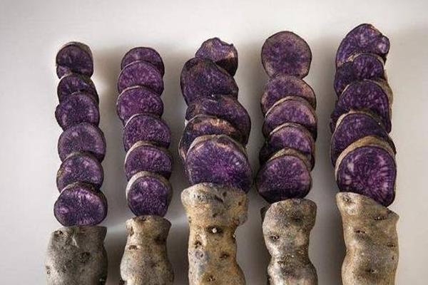 Nhiều loại táo ngoại độc, lạ, đắt đỏ đổ bộ mùa Tết-5