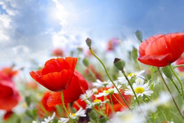 Giữa tháng 12, 3 con giáp vận đào hoa nở rộ, thoát kiếp độc thân-4