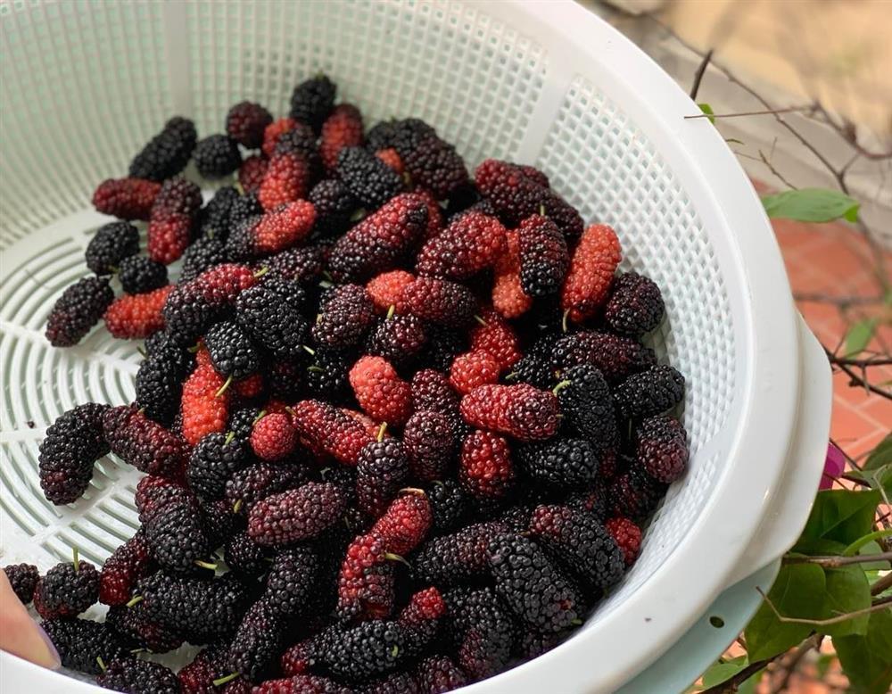 4 loại quả vô địch về khả năng ngừa lão hóa-2