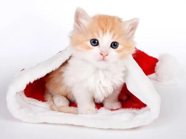 Giữa tháng 12, 3 con giáp vận đào hoa nở rộ, thoát kiếp độc thân-1