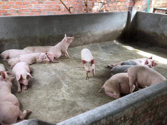 Thúy Nga bật mí cơ ngơi của Siu Black ở quê nhà Tây Nguyên-4