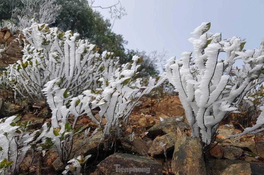 Nghệ An: Ngắm băng tuyết phủ trắng đỉnh núi trong giá lạnh -3 độ-2