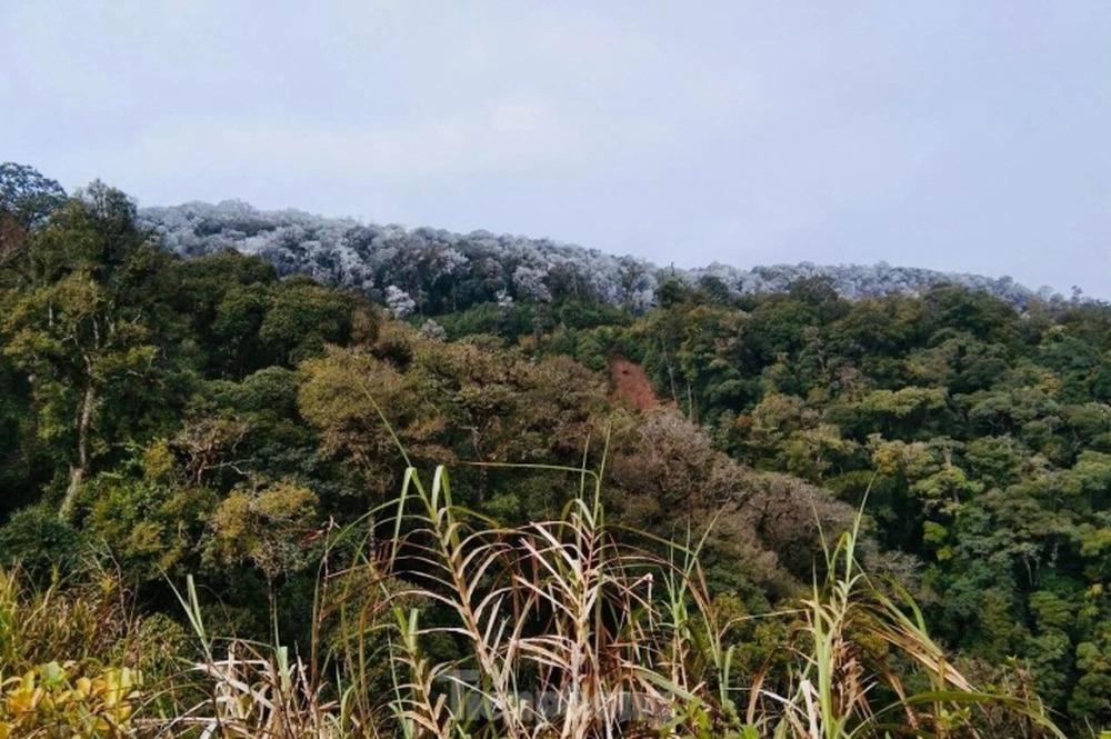 Nghệ An: Ngắm băng tuyết phủ trắng đỉnh núi trong giá lạnh -3 độ-7