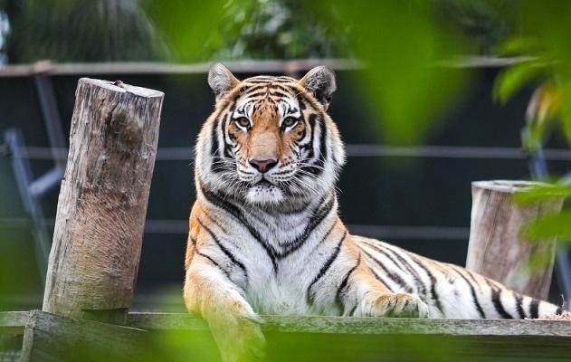 Ngày 20/12: Con giáp nào phát tài phát lộc, tiền đếm mỏi tay?-3