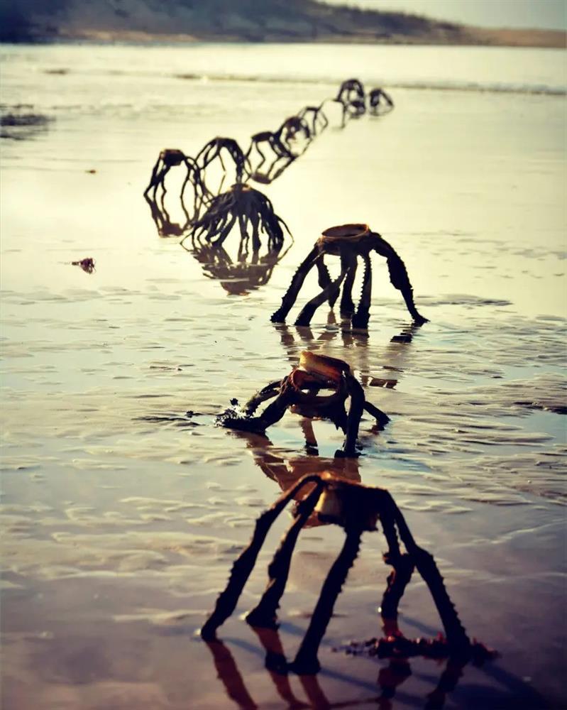 Hoang mang những sinh vật ngoài hành tinh trên bờ biển-1