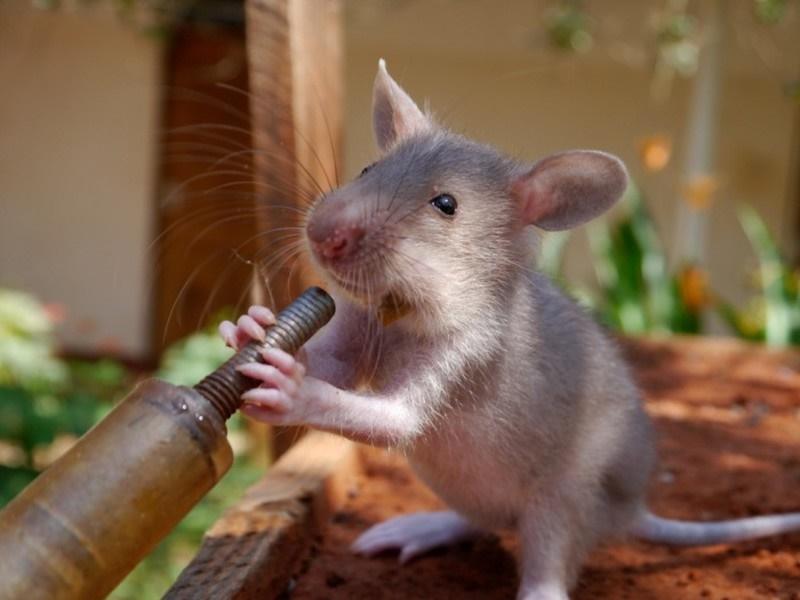 Tử vi hàng ngày 12 con giáp thứ Ba 20/12/2022: Chắc rễ bền cây-1