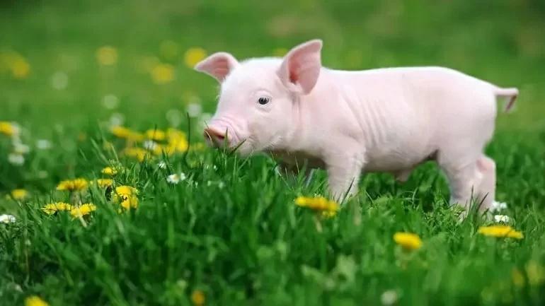 Ngày 21/12 thần May Mắn bảo hộ, 3 tuổi sống đời vương giả-3