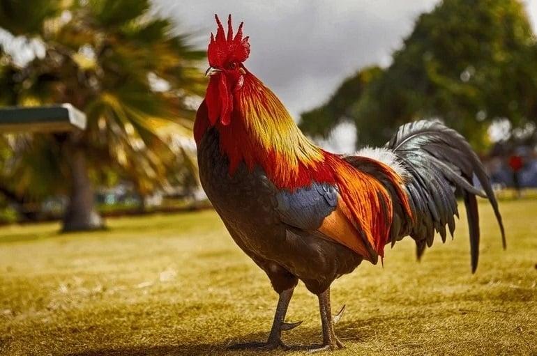 Đúng 1/1/2023: 3 con giáp rũ sạch vận xui, tiền tài no đủ-2